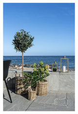 Skimmia Kunstig plante, Grøn - Unoliving.com
