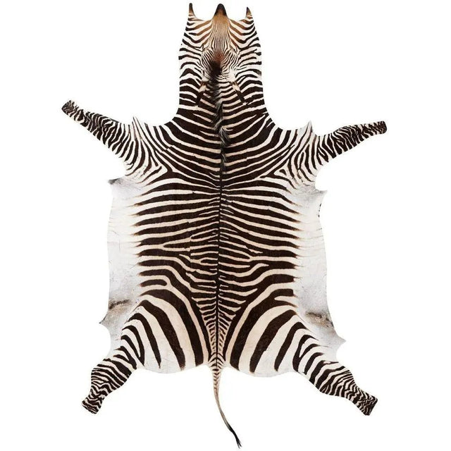 Zebra skind, Premium grade A Quality